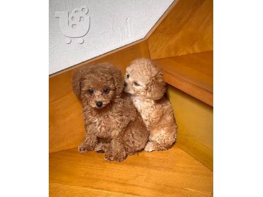 PoulaTo: Free Poodle puppies
